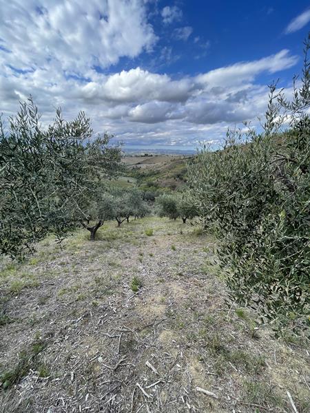 Olive grove and olives 1